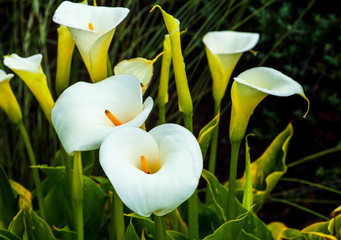 Calla Lily (Zantedeschia aethiopica) at a  Sonoma Valley Winery, Santa Rosa, California, USA