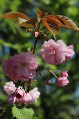 paysage de printemps cerisier du japon en  fleurs
