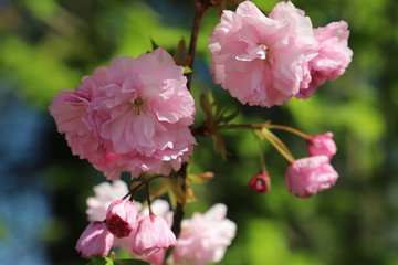 paysage de printemps cerisier du japon en  fleurs