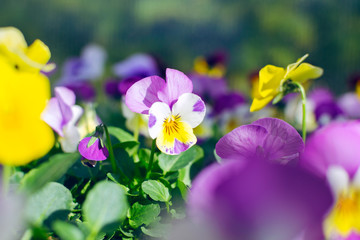 Beautiful pansy flowers growing in the garden at sunny spring day