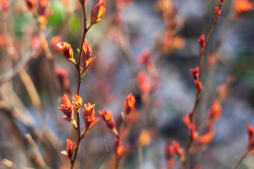 Red blossoming leafage on the bushes in the sun. The freshest photo of awakening nature for your design.