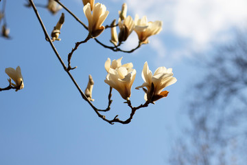 Branches with freshly blossoming white magnolia flowers infront of a blue cloudless sky. Photo for your spring design.