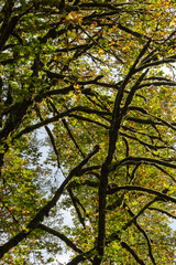 Obraz premium mossy old tree tops of old growth maples in fall