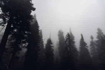 Misty fog in pine forest on mountain slopes. Color toning.