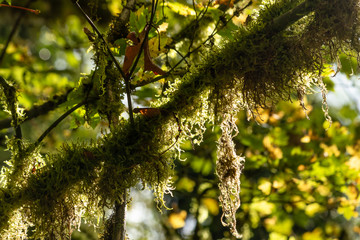 mossy old tree tops of old growth maples in fall