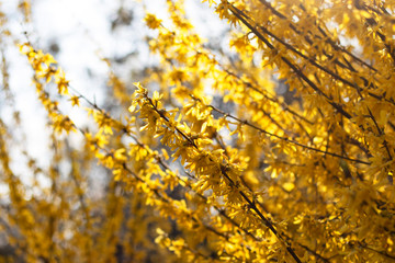 The branches of the bushes are strewn with yellow flowers in the rays of sunlight. Spring photo for your design.
