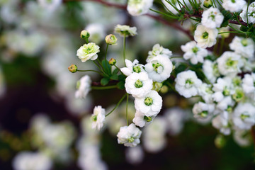View of the small white flowers of a spirea Bridal Wreath bush