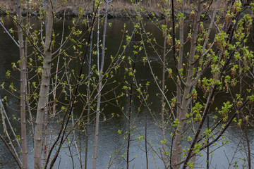Spring trees branches with leaves water