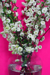 View of the small white flowers of a spirea Bridal Wreath bush