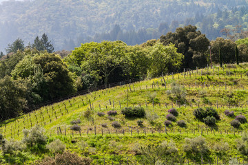 Fototapeta na wymiar Sonoma Valley Vineyard, Glen Ellen,California, USA