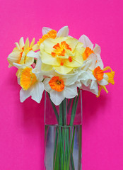 Bouquet of colorful yellow, orange and white daffodil flowers in a vase