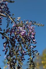 paysage d'un jardin fleuri au printemps