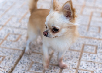 Light beige chihuahua for a walk.
