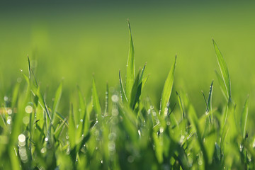 Obraz premium Close up blurred dew drops on young fresh green cereal plants against morning sunlight. Beautiful glittering sparkling bokeh and natural light. Bright Spring summer background and texture.