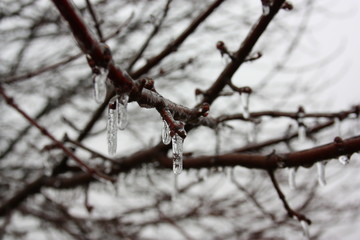 Branch Ice