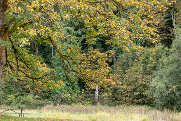 low hanging maple branches over a park bench