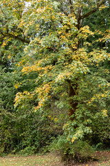 maple trees at the edge of a park in fall