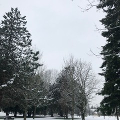 snow covered trees