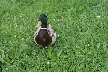 duck on grass