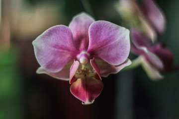 Obraz premium pink orchid flower
