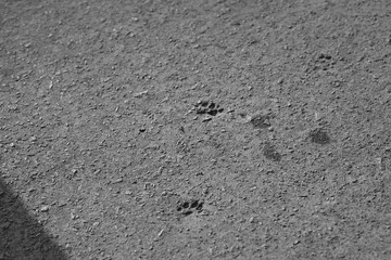 footprints in the sand