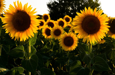 Sunflower fild, Tuscany, Italy