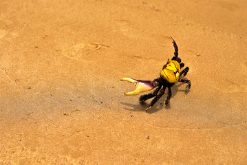 Crab at the beach