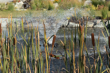 cat tails in front of a fountain