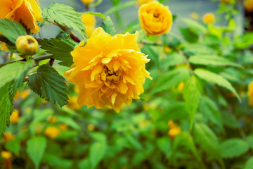 八重咲きの山吹　ヤマブキの花