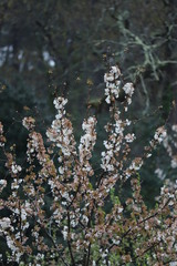 paysage au printemps cerisier en fleurs