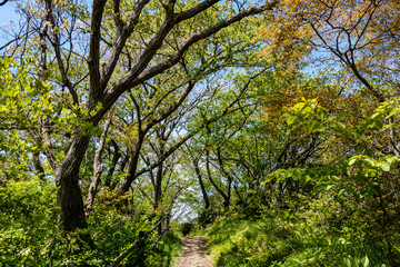湘南国際村 大楠山 ハイキングコース 