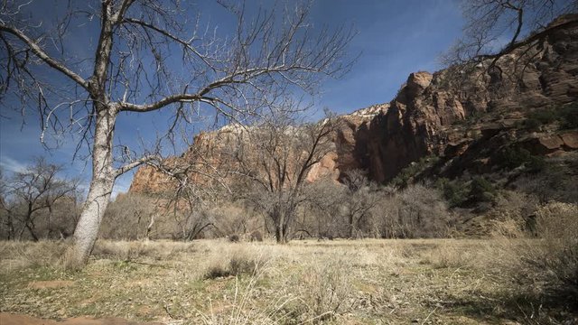 A motion timelapse tracking past a red rock and tilts up to reveal a tree and blue skies with thin cloud passing overhead in Zion Canyon.