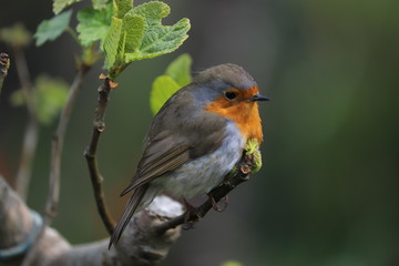 paysage au printemps oiseau du jardin rouge-gorge 