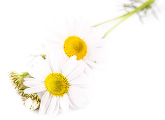 beautiful flower daisy on white background
