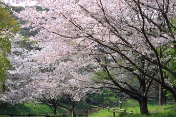 万石池の桜並木