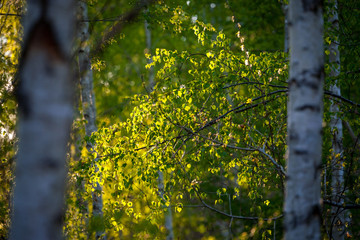 frisches Birkenlaub im Abendlicht | Birke | birch | Betula sp.