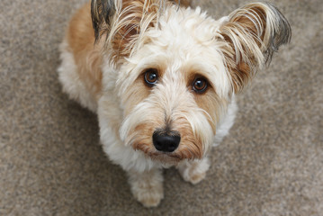 Cute shaggy dog looking up at the camera taking its picture.
