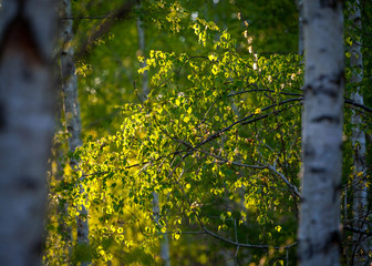 frisches Birkenlaub im Abendlicht | Birke | birch | Betula sp.