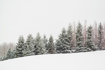 Trees under the snow in a winter day