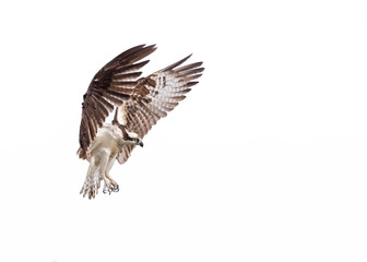 Osprey preparing to land on a white background