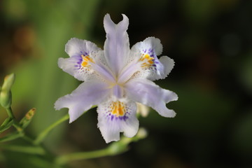 paysage d'un jardin fleuri au printemps