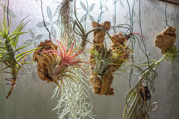 浴室で育てるエアプランツ