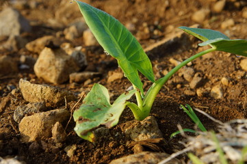 Green leafy taro trees grow from the ground. soil, small rocks and grass are all around it.
