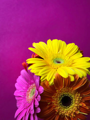 Close up 3 yellow orange pink gerbera daisy flowers on a purple background with space for text mother's women's day postcard