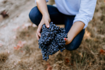 Female winemaker holds grape clusters in vineyard. 
