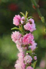 paysage d'un jardin fleuri au printemps