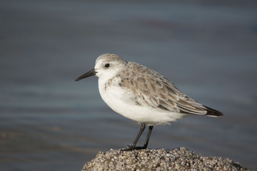 Sanderling (Calidris alba) in the beach of the Ebro Delta, in Catalonia.