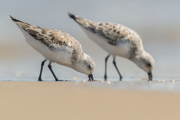 Sanderling (Calidris alba) in the beach of the Ebro Delta, in Catalonia.