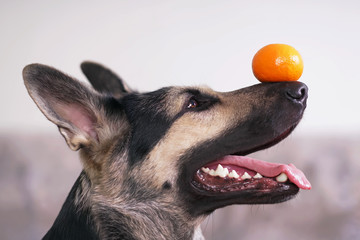 The portrait of a young East European Shepherd dog posing indoors holding an orange tangerine on its nose