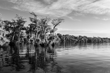 Beautiful Spanish moss covered blue Cyprus trees on Blue Cyprus lake in Florida done in B&W